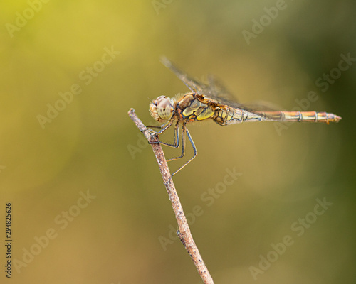 Female Common Darter Dragonfly © Nigel Matthews