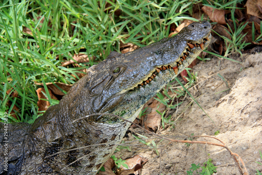 Large crocodile leaves the water near Cape Coast, Ghana, and shows it's set of teeth Large crocodile leaves the water near Cape Coast, Ghana, and shows it's set of teeth
