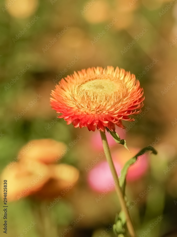 Soft focus Straw Flower-Helichrysam, colorful of yellow nectar and orange petal with nature blurred background.