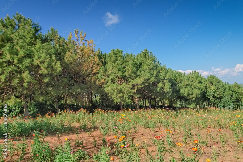 Beautiful Straw flower helichrysam garden around with pine trees and blue sky background.