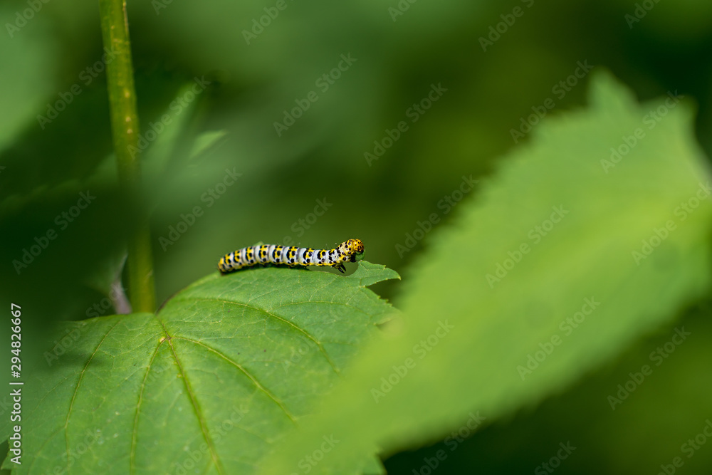 Gefräßige Raupe auf Blatt