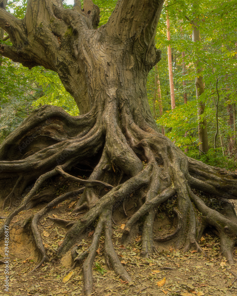 Twisted Roots on an Ancient Tree, Fantasy tree Twisted Roots on an Ancient Tree, Fantasy tree
