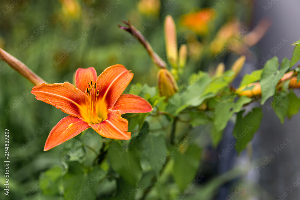 Hémérocale - magnifique fleur Orangée Hémérocale - magnifique fleur Orangée
