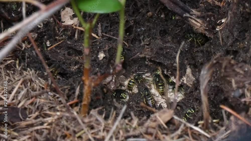active wasp nest full of wasps under the roots of a tree active wasp nest full of wasps under the roots of a tree