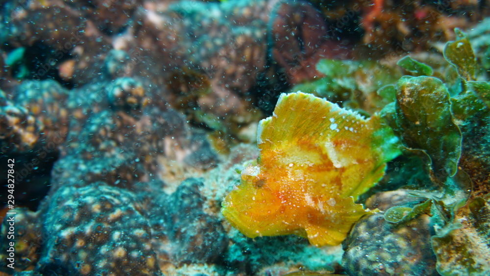 amazing underwater world - fish amazing underwater world - fish