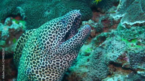 amazing underwater world - fish © константин константи