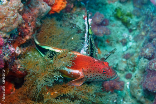 amazing underwater world - fish © константин константи