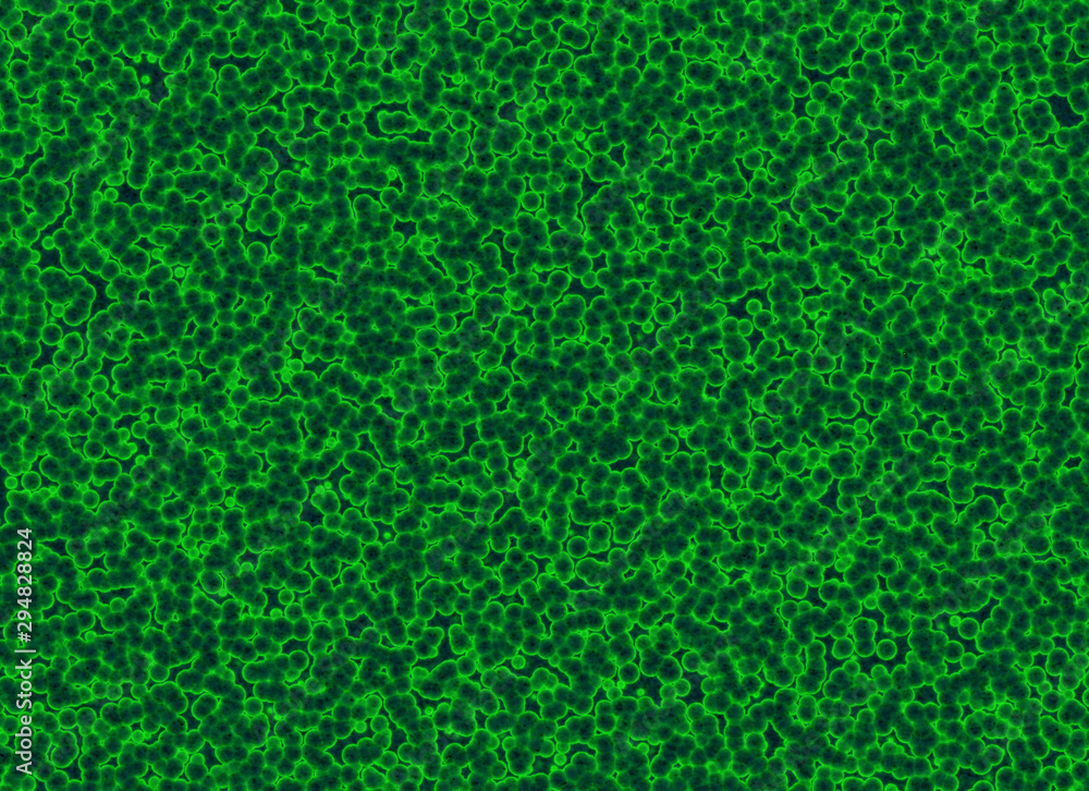 Fototapeta premium many twisted green bio cells