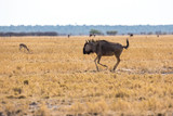 Running gnu in a steppe, Etosha, Namibia, Africa