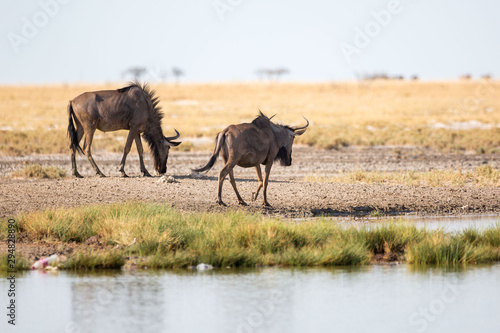 Fototapeta Naklejka Na Ścianę i Meble -  Two gnus walking away, Etosha, Namibia, Africa