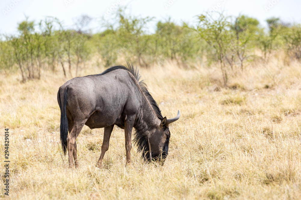 Single grassing gnu in the savannah, Etosha, Namibia, Africa Single grassing gnu in the savannah, Etosha, Namibia, Africa