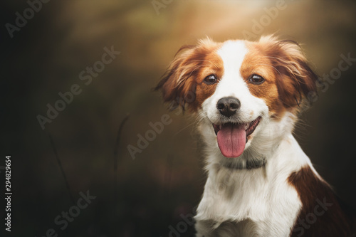 Portrait of a cute Kooiker dog smiling and looking straight in the lens