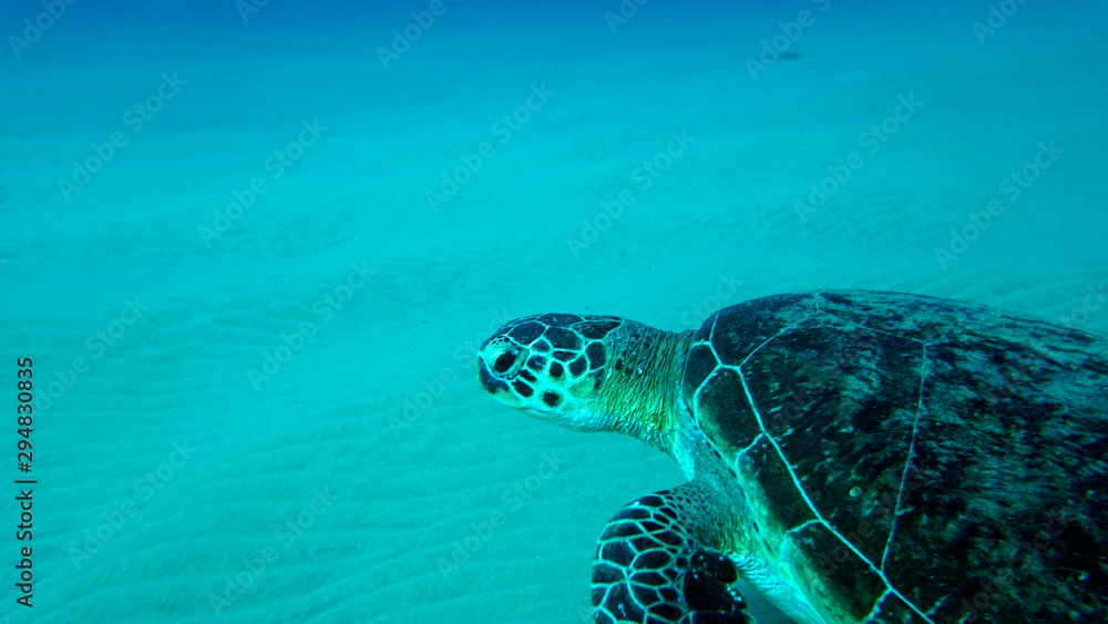 Obraz premium tortoise in the wild