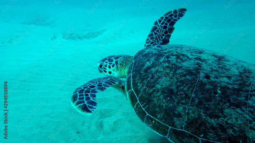 Obraz premium tortoise in the wild