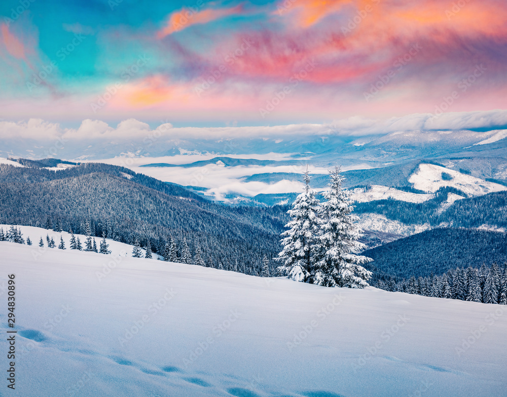 Unbelievable winter sunrise in Carpathian mountains with snow covered fir trees. Colorful outdoor scene, Happy New Year celebration concept. Artistic style post processed photo