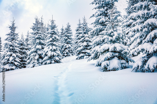 Frosty winter morning in mountain foresty with snow covered fir trees. Bright outdoor scene  Happy New Year celebration concept. Beauty of nature concept background.