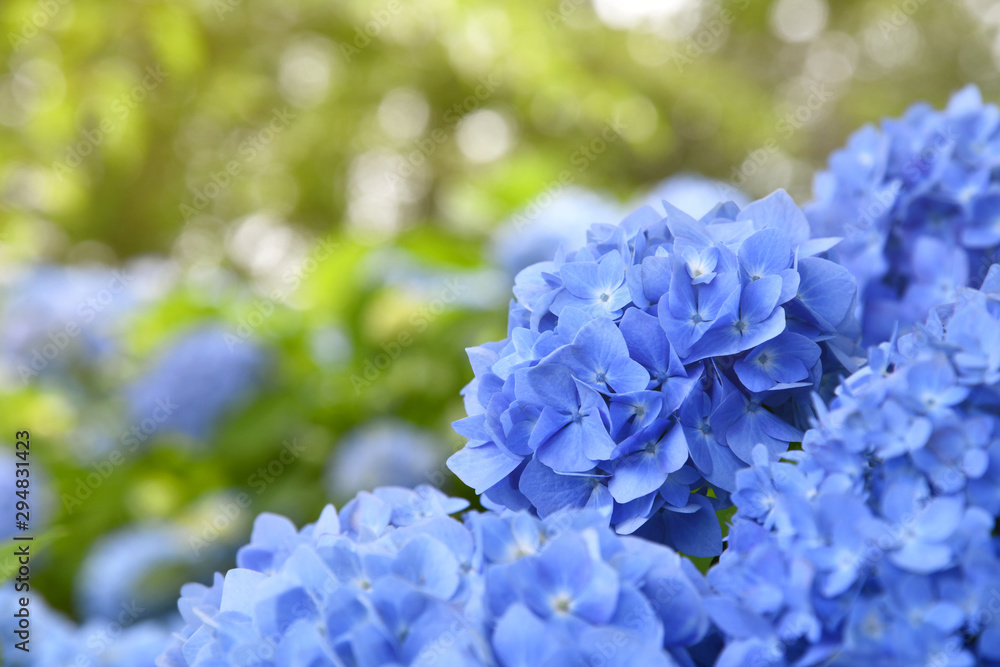 Beautiful blooming blue Hydrangea or Hortensia flowers (Hydrangea macrophylla) on blur background in summer. Nature background.
