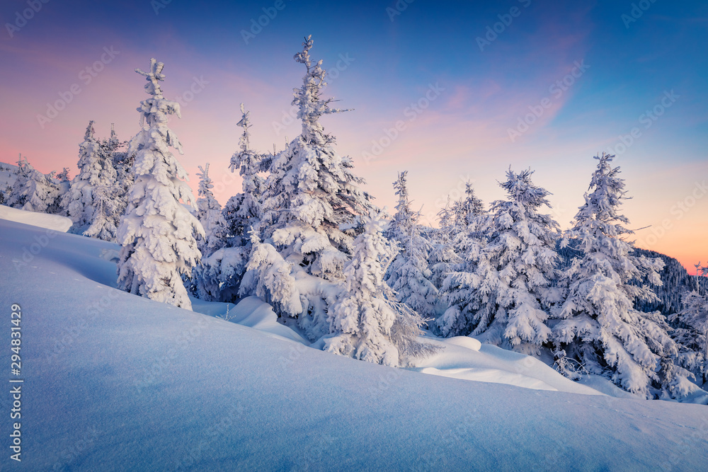 Dramatic winter sunrise in Carpathian mountains with snow covered fir trees. Gorgeous outdoor sceneof mountain forest. Beauty of nature concept background.