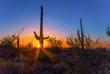 Saguaro Cactus Sunset. Sunset at Saguaro National Park in Tucson, Arizona.
