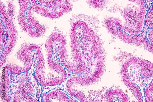 Papier peint Education of Uterine tube under the microscope in Lab.