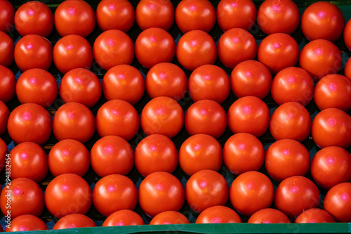 Rote Rheinland Tomaten photo