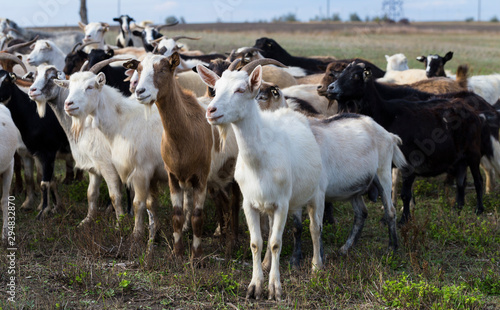 Wallpaper Mural A herd of goats and sheep. Animals graze in the meadow. Pastures of Europe. Torontodigital.ca