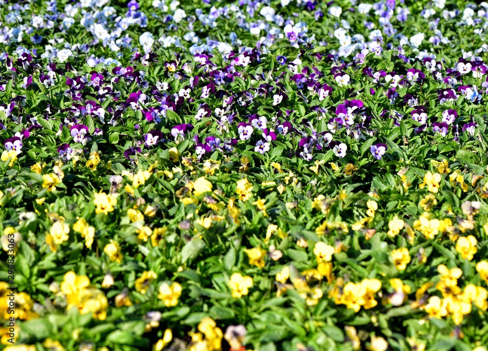 Beautiful colorful flower bed of yellow, purple and white pansies in garden center in Prague, Bohemia