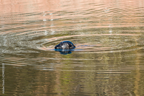 Schwimmender Seehund  photo