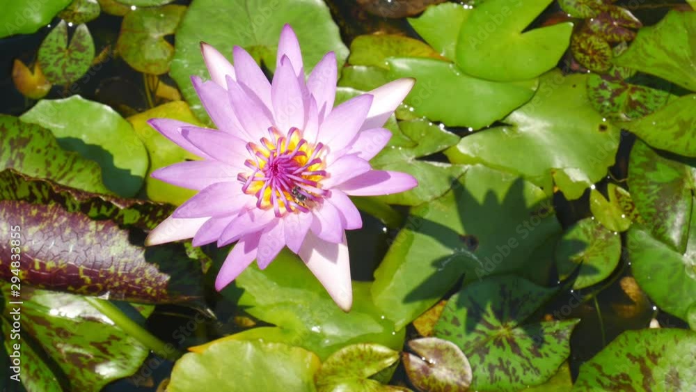 Honeybee attracted to water lily Honeybee attracted to water lily