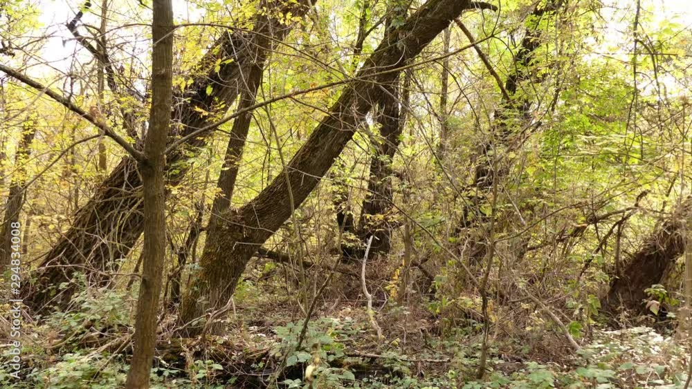 In autumn, the European forest becomes golden and quiet. Dniester delta (Ukraine)/ In autumn, the European forest becomes golden and quiet. Dniester delta (Ukraine)/