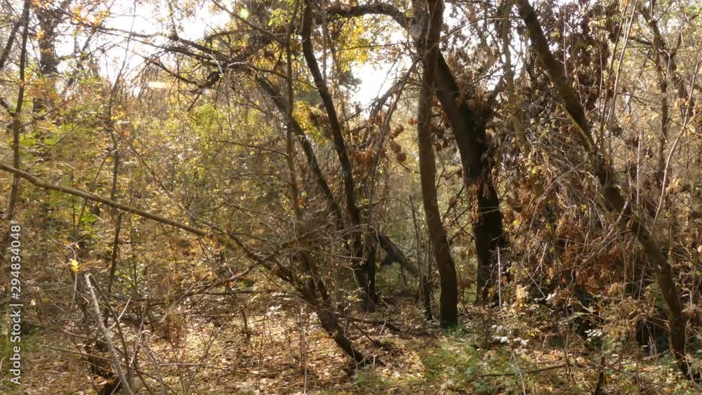 In autumn, the European forest becomes golden and quiet. Dniester delta (Ukraine)/