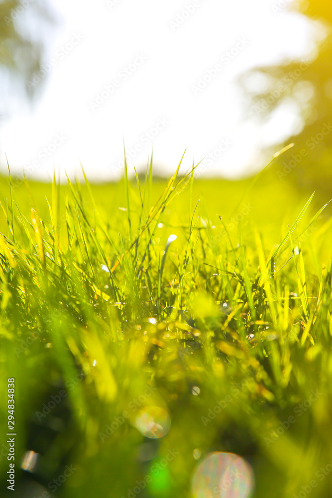 Green grass outdoors in sunset lights. Summer spring meadow landscape on a sunny day. Nature eco friendly photo. Wallpaper. Green grass outdoors in sunset lights. Summer spring meadow landscape on a sunny day. Nature eco friendly photo. Wallpaper.
