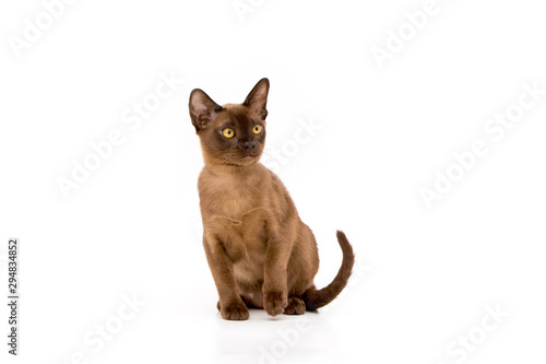 Burmese cat. Cute playful chocolate-colored kitten. On white background.