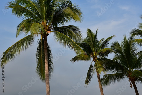 palm tree on beach
