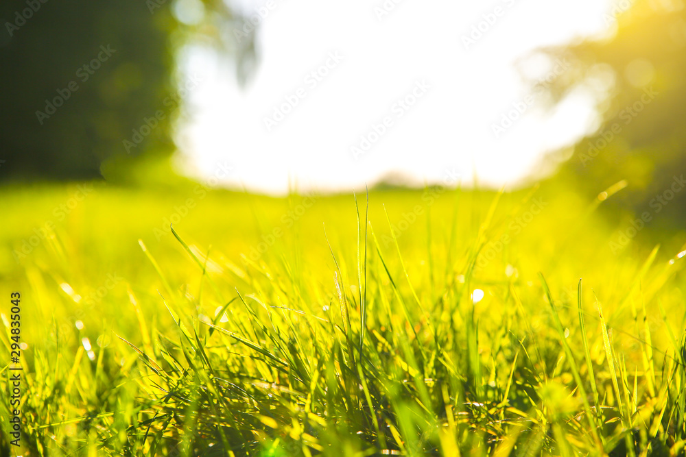 Green grass outdoors in sunset lights. Summer spring meadow landscape on a sunny day. Nature eco friendly photo. Wallpaper.