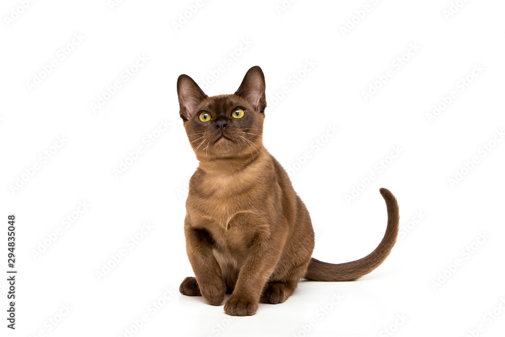 Burmese cat. Cute playful chocolate-colored kitten. On white background. Burmese cat. Cute playful chocolate-colored kitten. On white background.