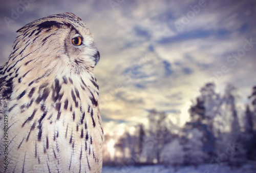 large owl near winter sunset forest