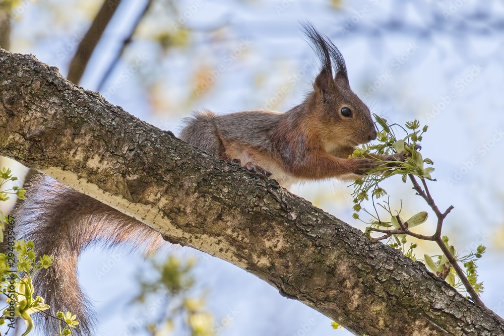 fluffy squirrel with spring maple tree flowers fluffy squirrel with spring maple tree flowers