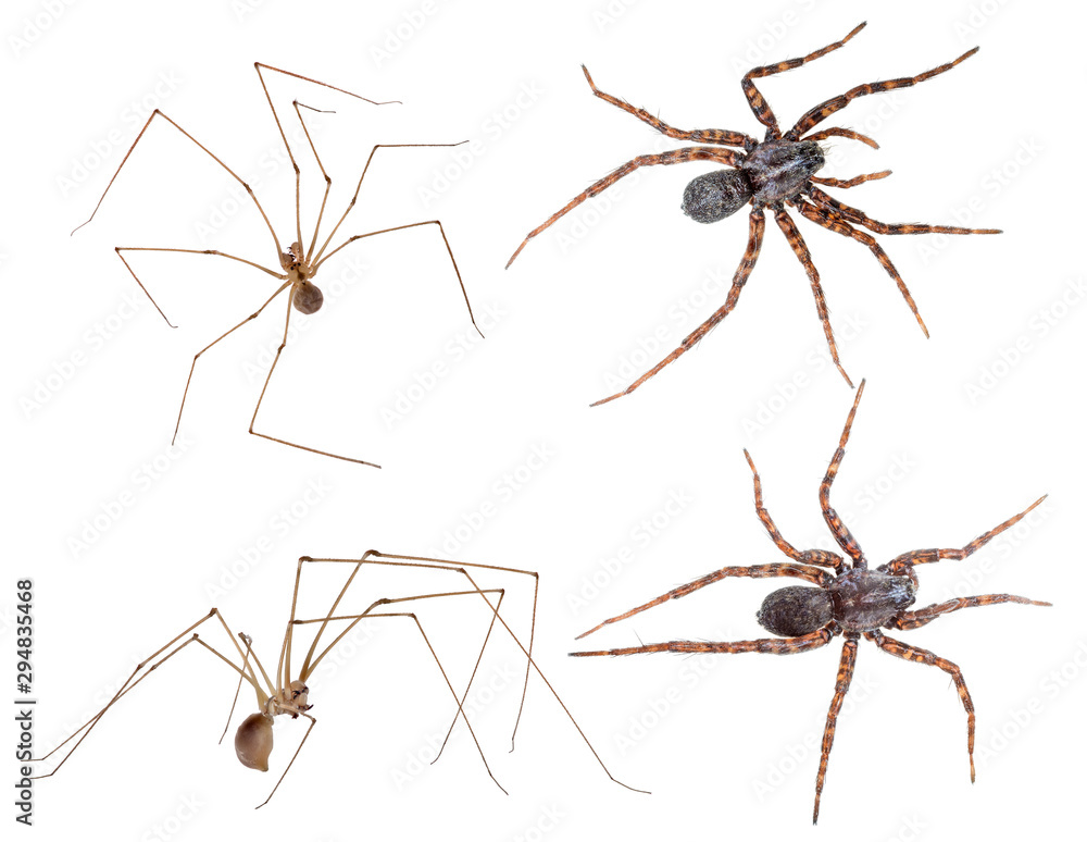 four different spiders on white four different spiders on white
