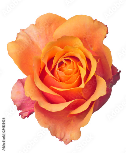fine isolated orange and yellow color rose