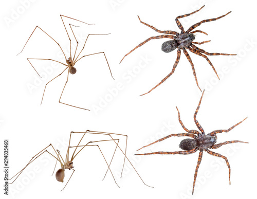 four different spiders on white