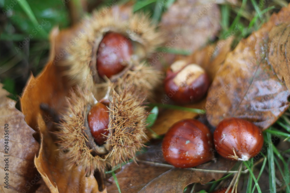 Chestnuts in the wild