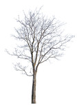 winter high maple with bare branches