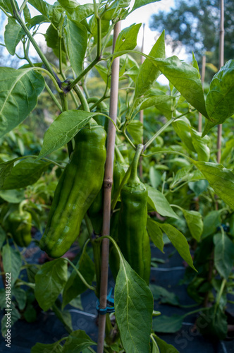green chili growing in the garden