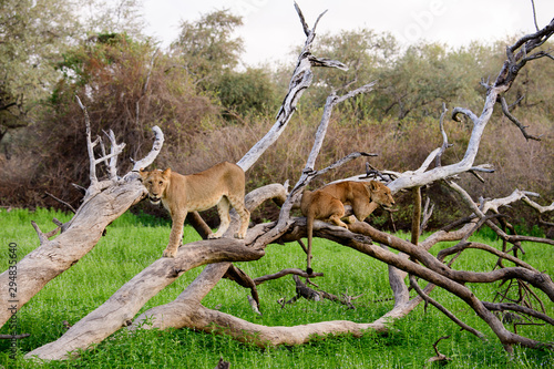 Lion cub with older sibling on a fallen branch