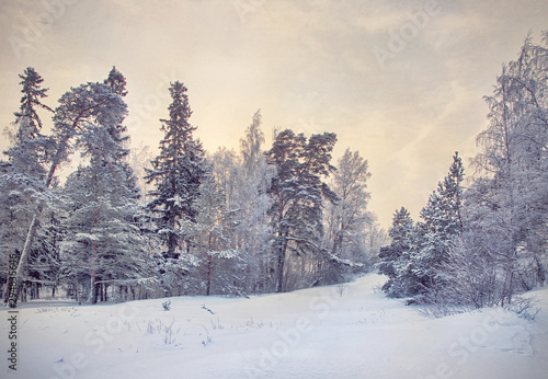 pines and birches in winter forest © Alexander Potapov