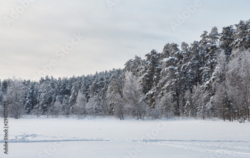 Wallpaper Mural grey landscape with winter forest Torontodigital.ca