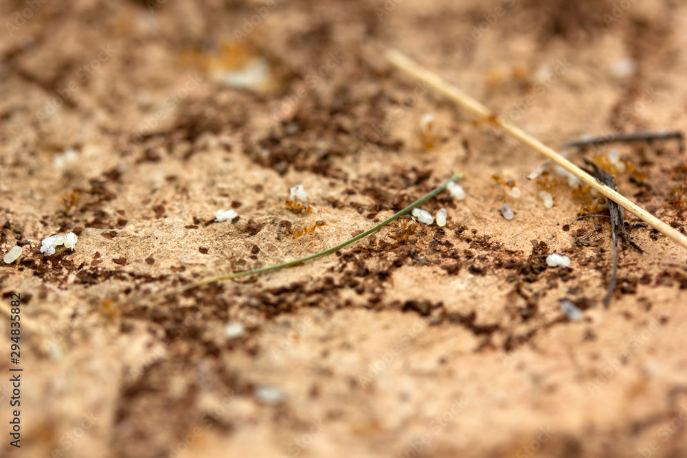 Bunch of baby ant larva - yellow ant Bunch of baby ant larva - yellow ant