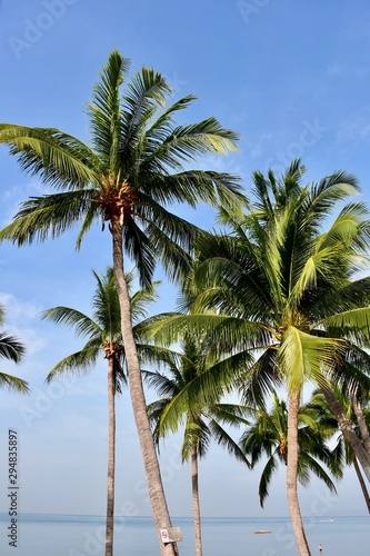 palm trees on beach