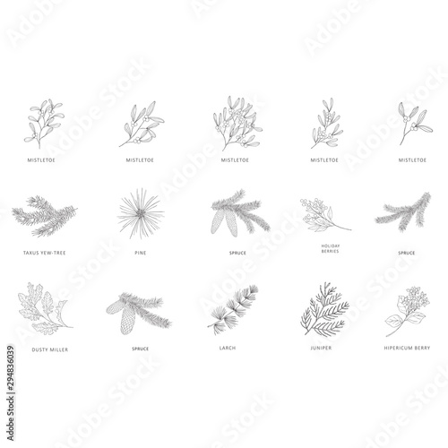 Hand drawn branches of plants and trees.